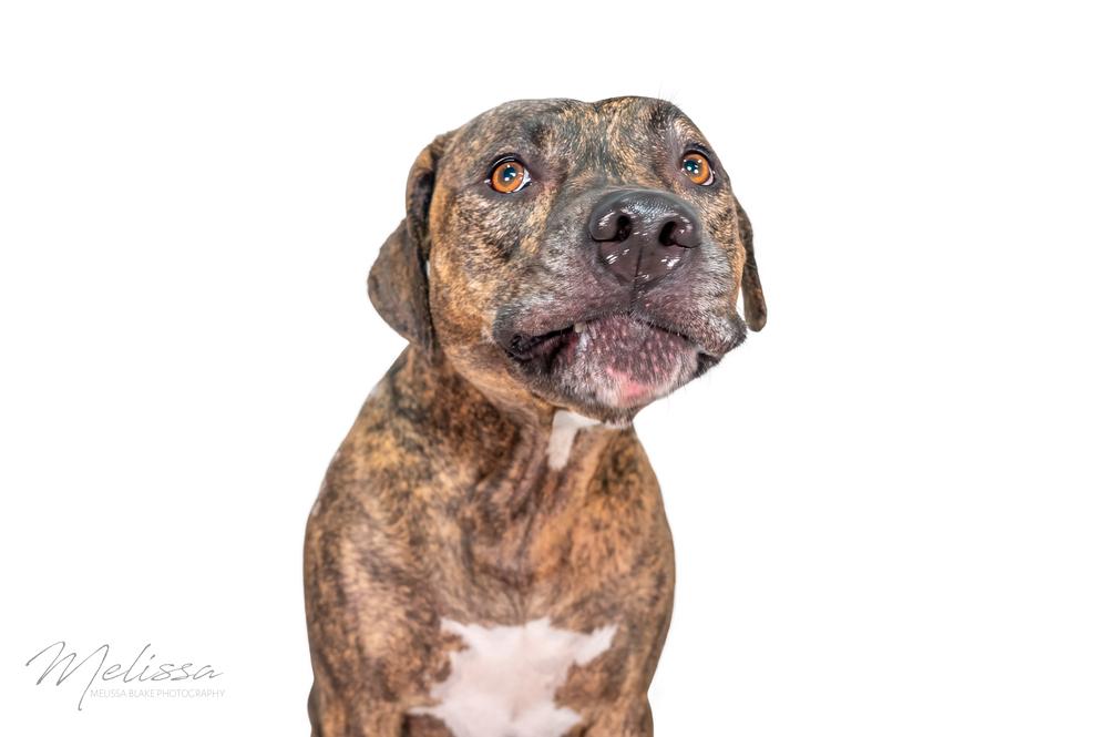 Enlarge Astro, a Adoptable mixed breed in Orlando, FL image 2/6