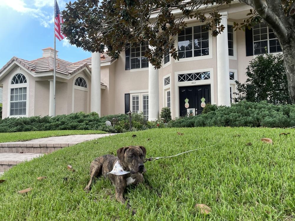 Enlarge Astro, a Adoptable mixed breed in Orlando, FL image 3/6