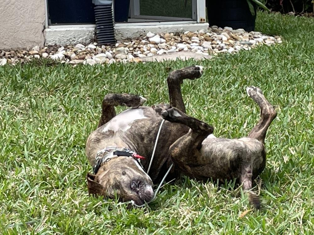 Enlarge Astro, a Adoptable mixed breed in Orlando, FL image 4/6