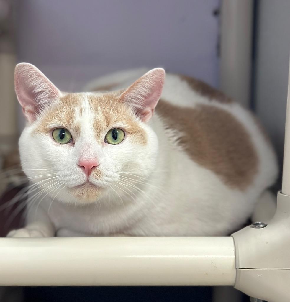 Lily (Marty), Adopted, Adult Female Domestic Short Hair.