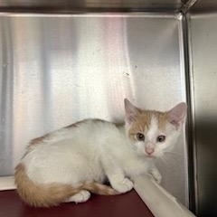 Fanta, ADOPTABLE, Kitten Male Domestic Short Hair.