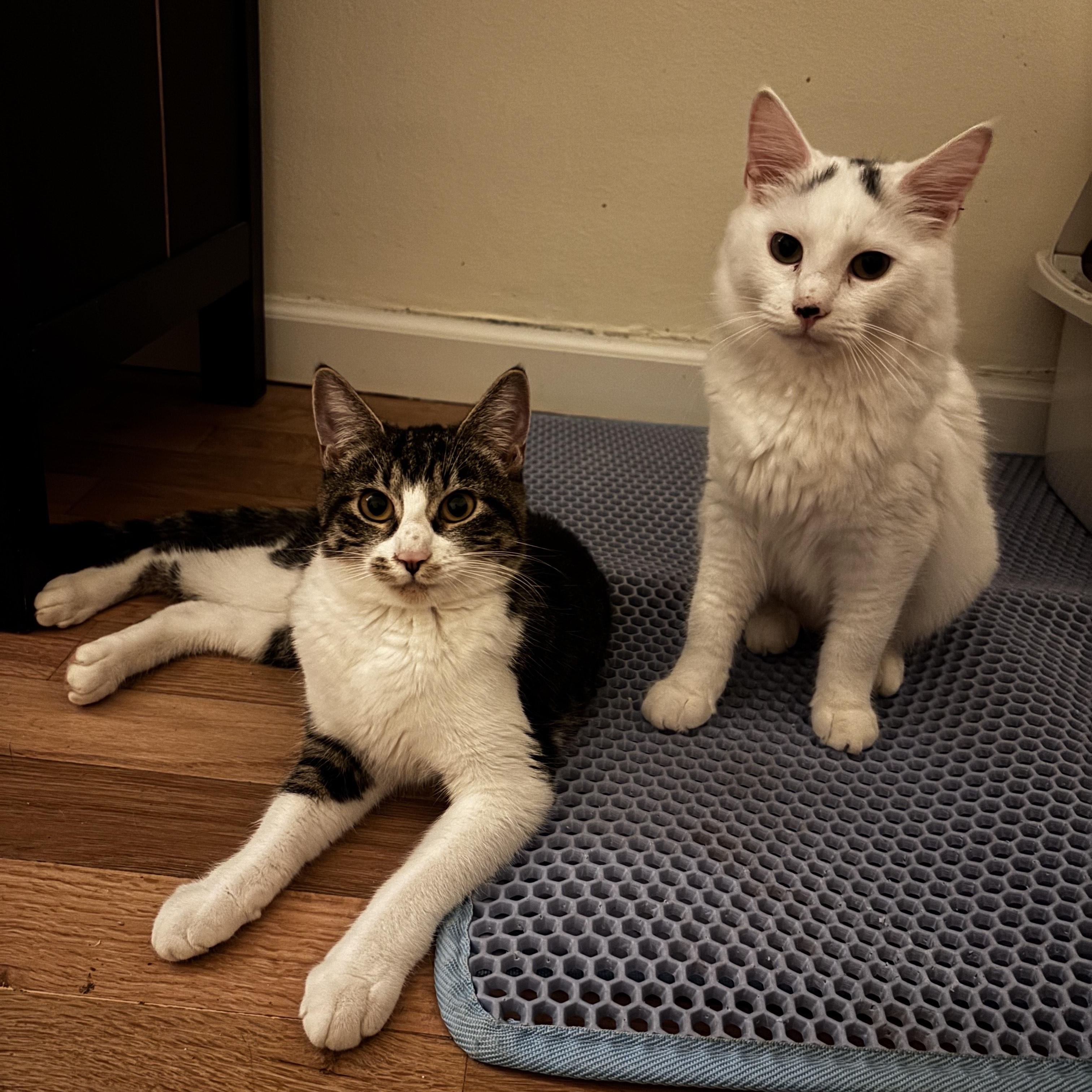 Diamond and Onyx, Adoptable, Young Female Domestic Short Hair.