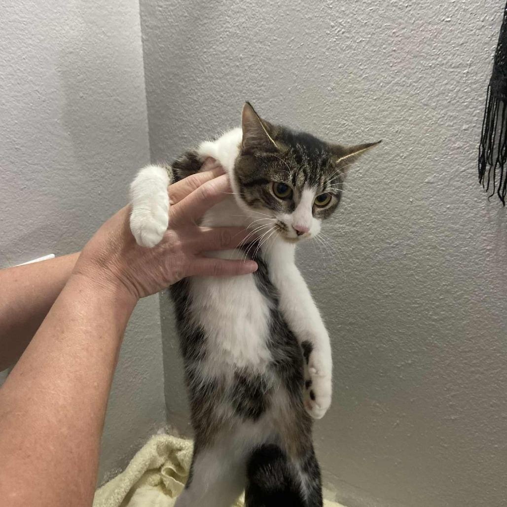 Enlarge Diamond and Onyx, a Adoptable Domestic Short Hair in Portland, OR image 6/6