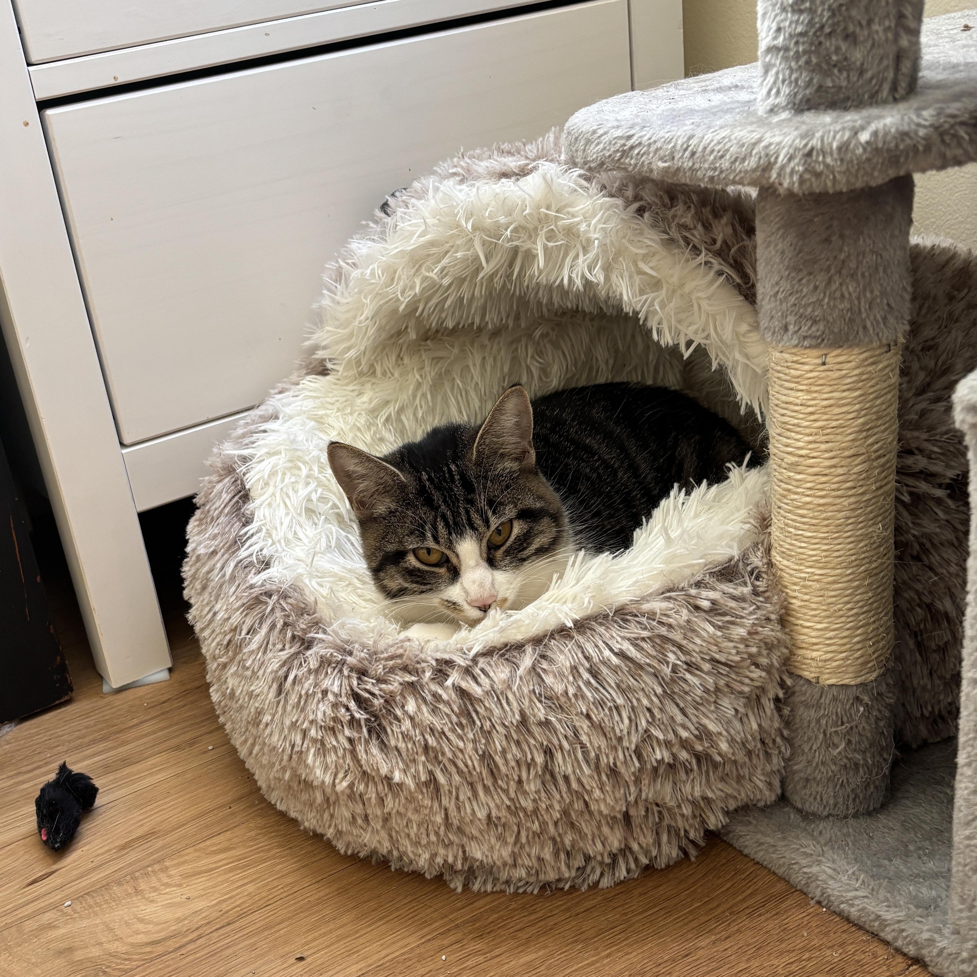 Enlarge Diamond and Onyx, a Adoptable Domestic Short Hair in Portland, OR image 5/6