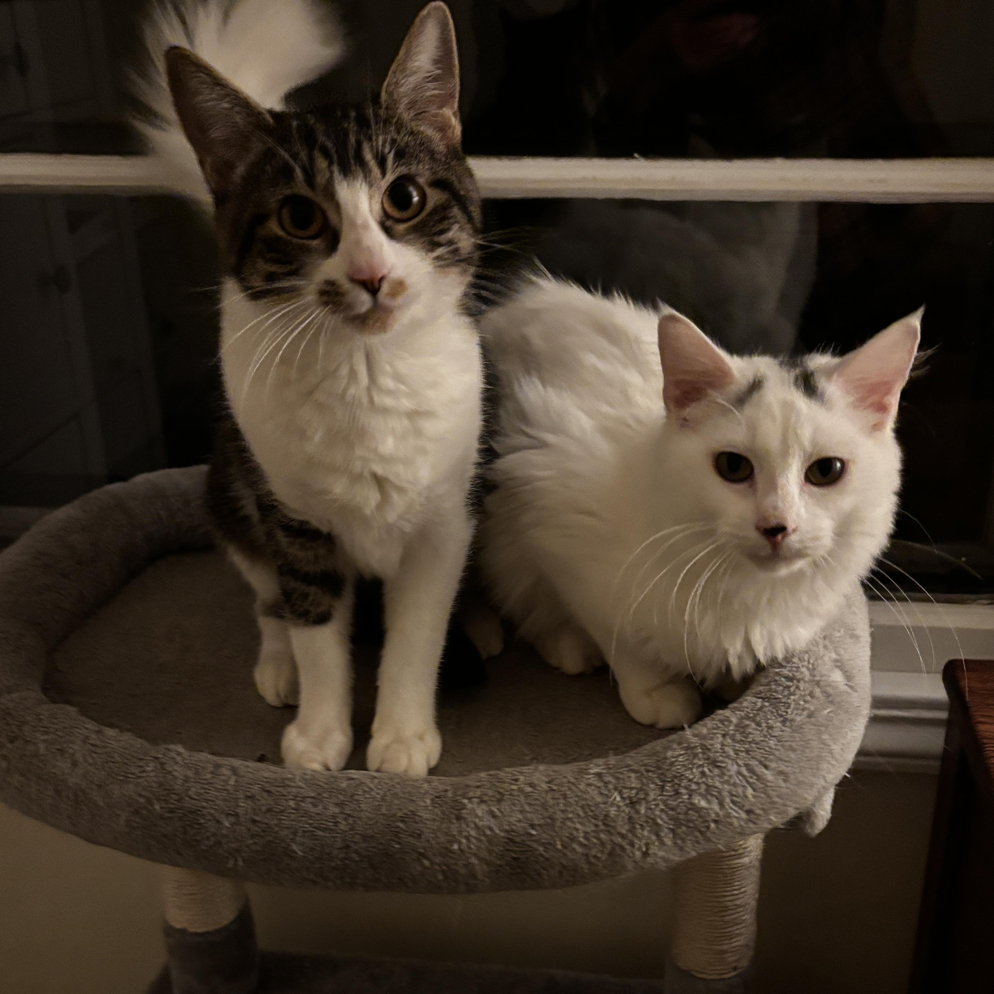 Enlarge Diamond and Onyx, a Adoptable Domestic Short Hair in Portland, OR image 2/6