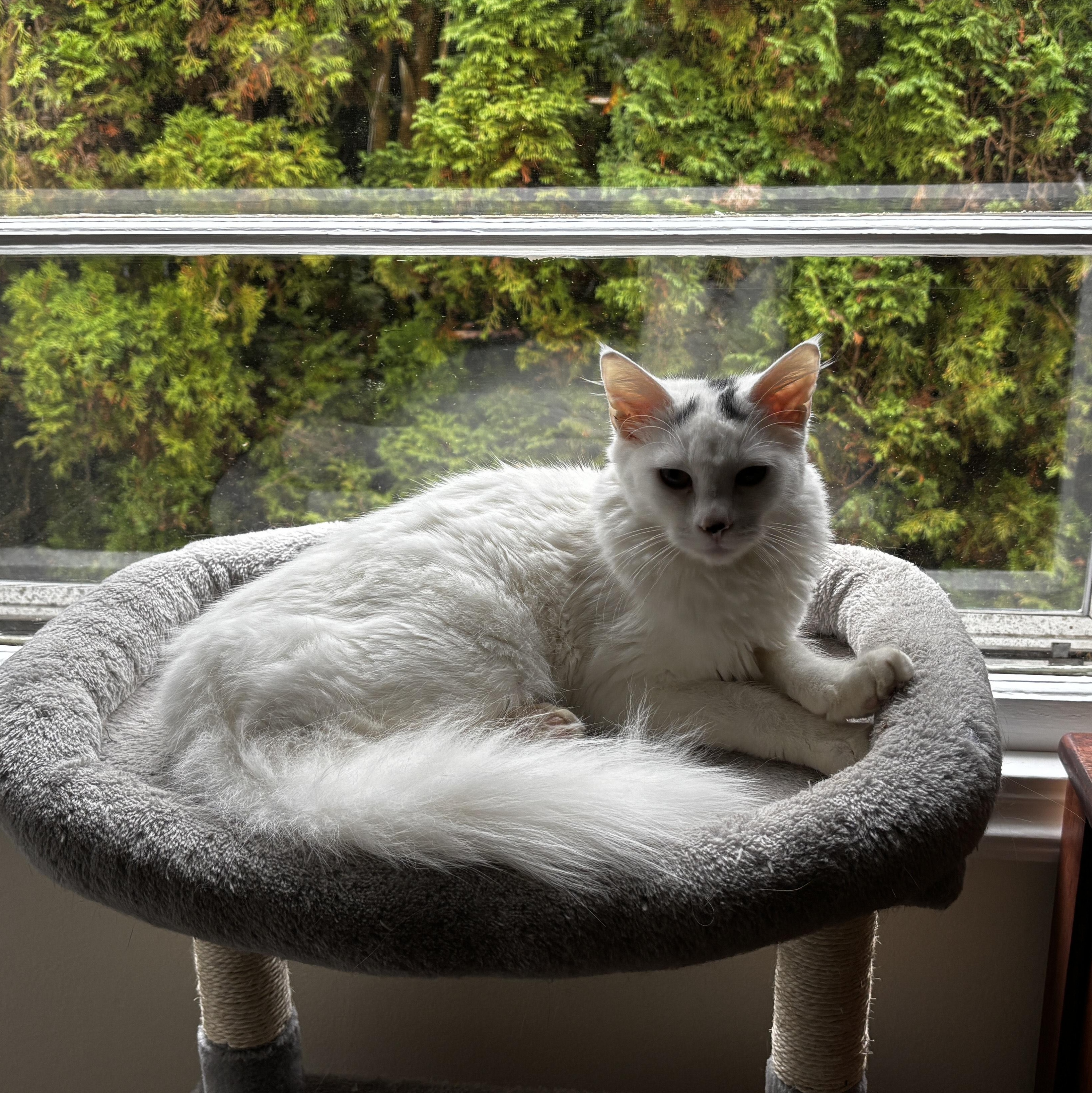 Enlarge Diamond and Onyx, a Adoptable Domestic Short Hair in Portland, OR image 4/6