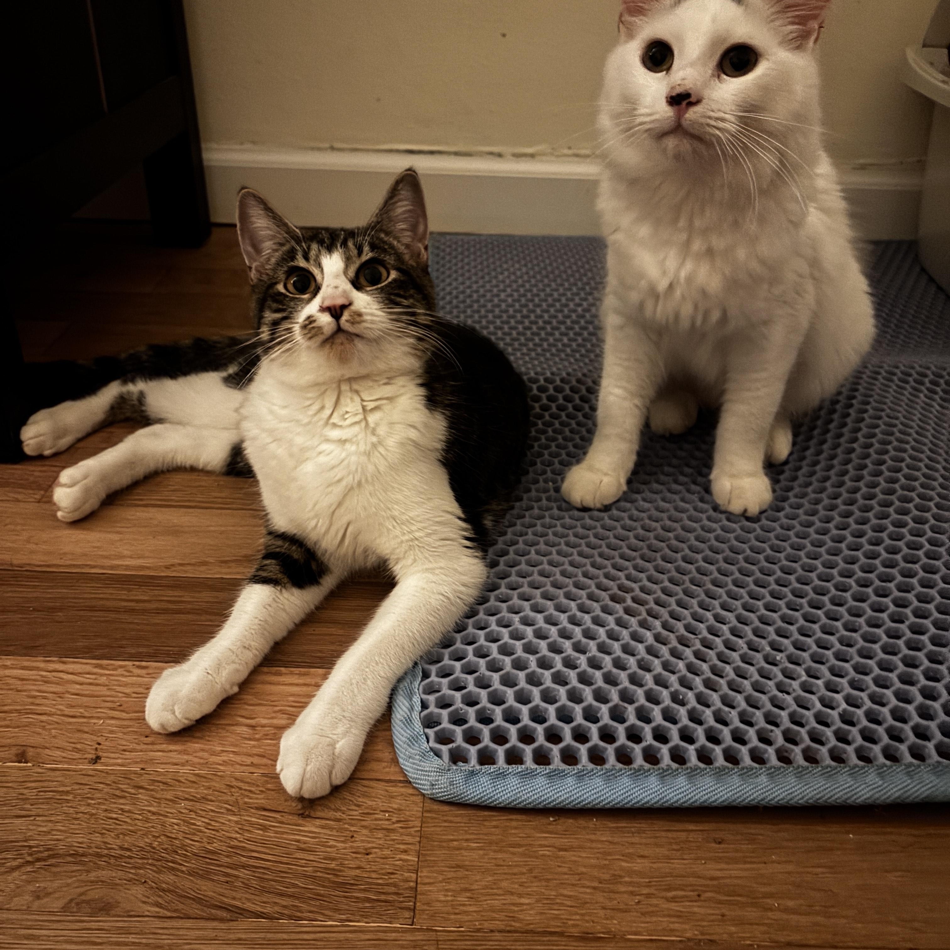 Enlarge Diamond and Onyx, a Adoptable Domestic Short Hair in Portland, OR image 3/6