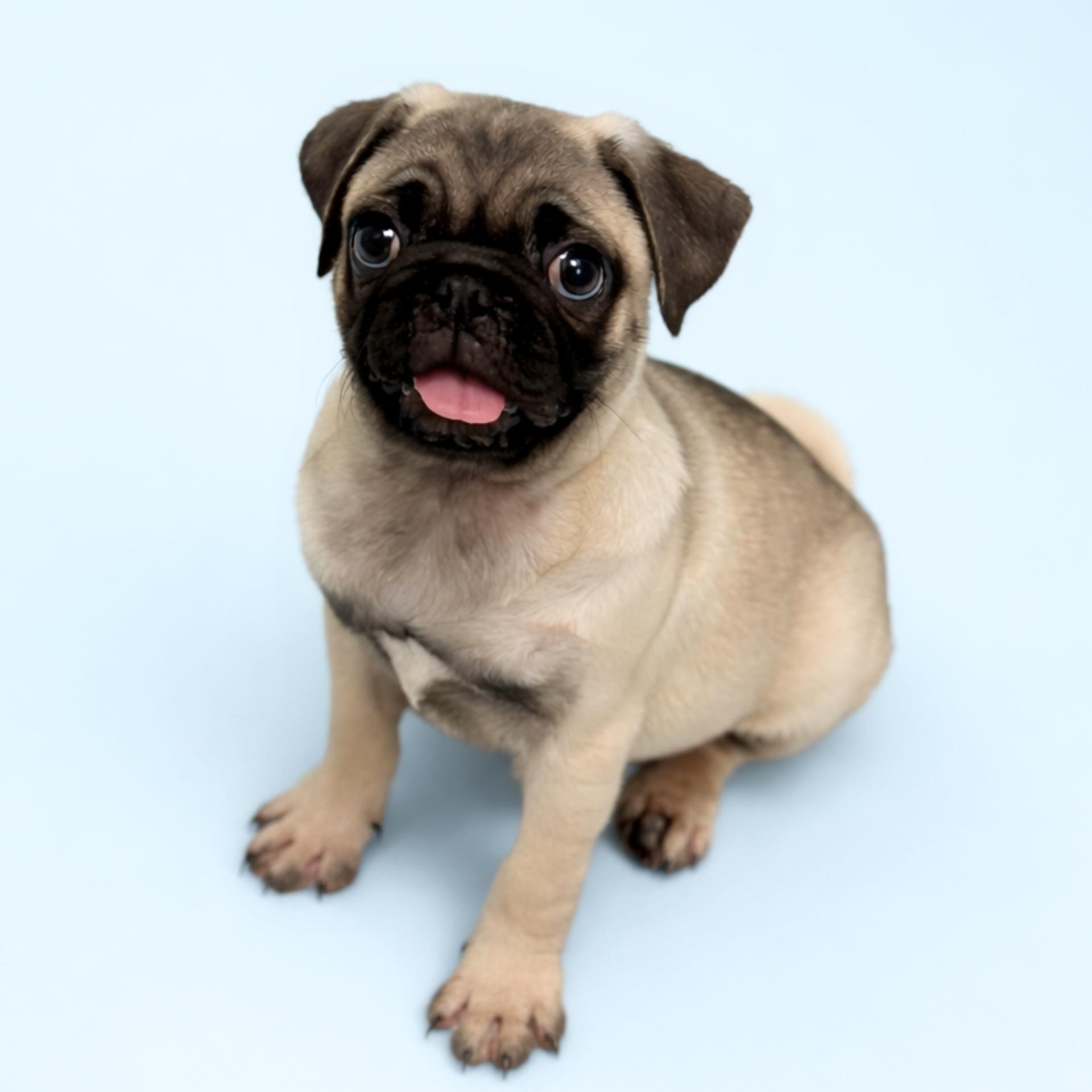 Enlarge Chowder, an adopted Pug in Scottsdale, AZ image 1/1