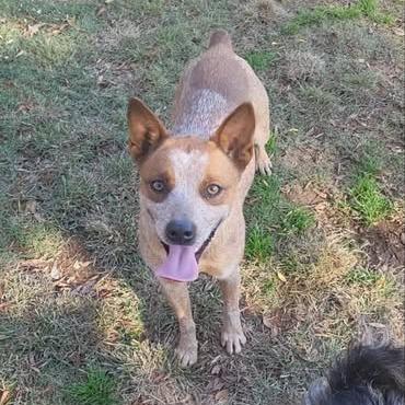 Sadie/Birdie, a Adoptable Cattle Dog in Hackett, AR image 1/6