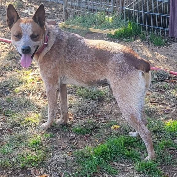 Sadie/Birdie, a Adoptable Cattle Dog in Hackett, AR image 2/6
