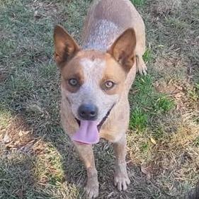 Sadie/Birdie, a Adoptable Cattle Dog in Hackett, AR image 3/6