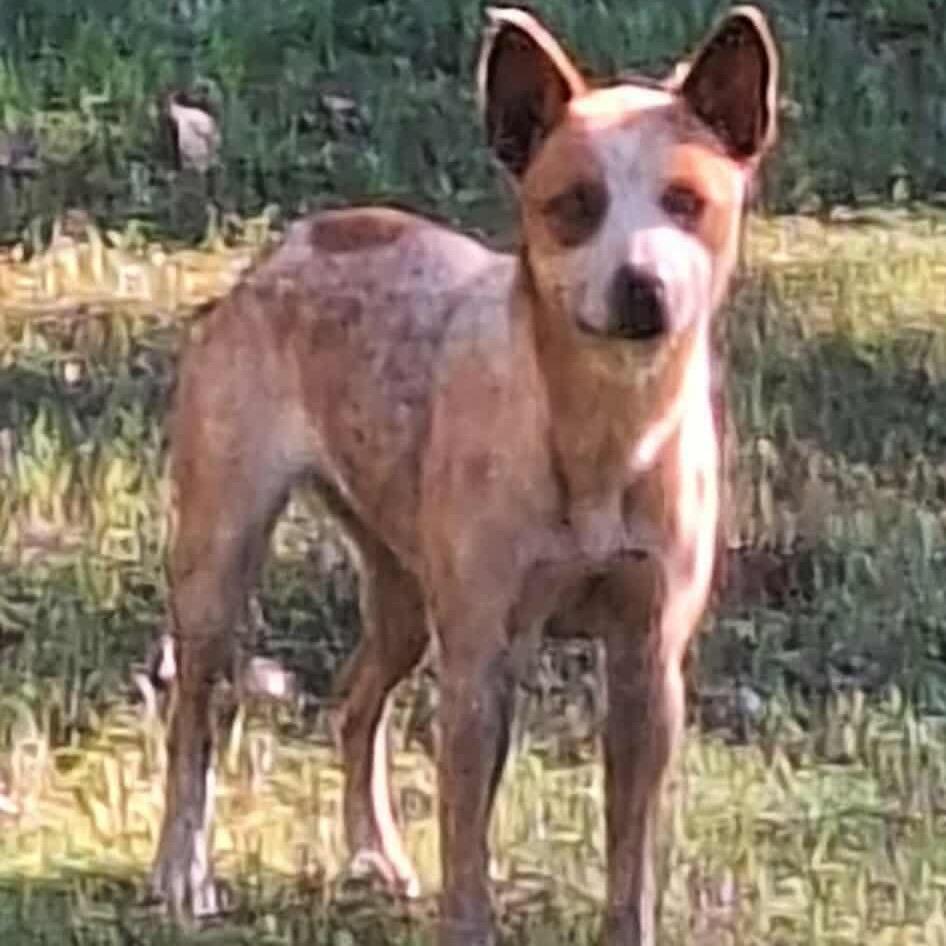Sadie/Birdie, a Adoptable Cattle Dog in Hackett, AR image 4/6