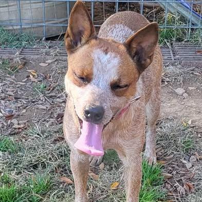 Sadie/Birdie, a Adoptable Cattle Dog in Hackett, AR image 5/6