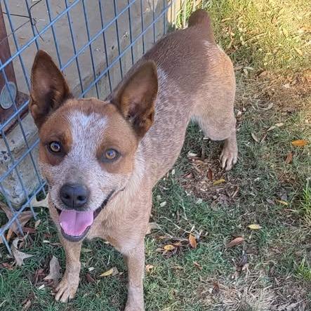 Sadie/Birdie, a Adoptable Cattle Dog in Hackett, AR image 6/6