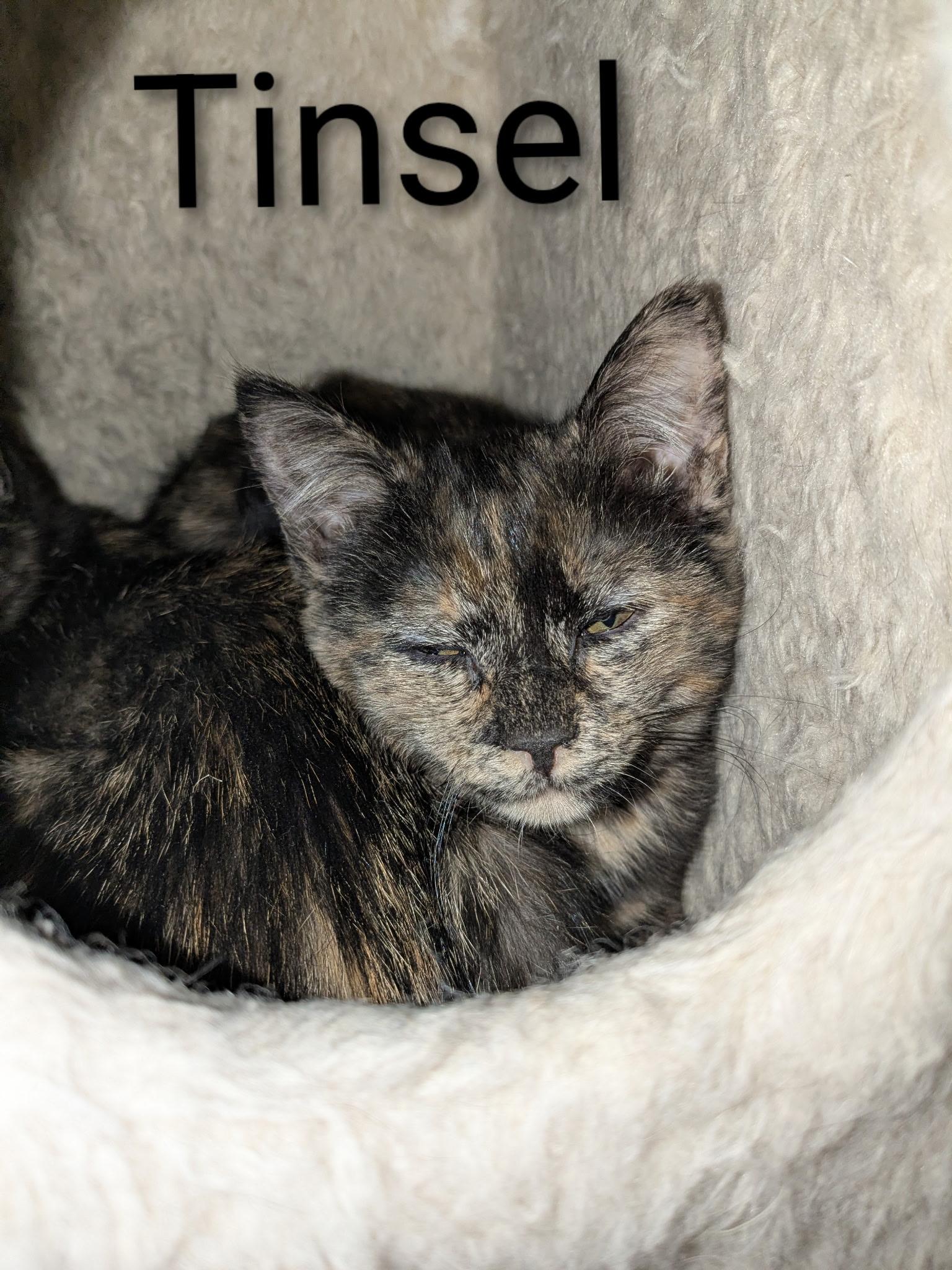 Enlarge Tinsel (kitten reduced fee), a ADOPTABLE Domestic Short Hair in Enfield, CT image 1/1