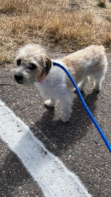 Enlarge Boris, a ADOPTABLE mixed breed in Littleton, CO image 2/2
