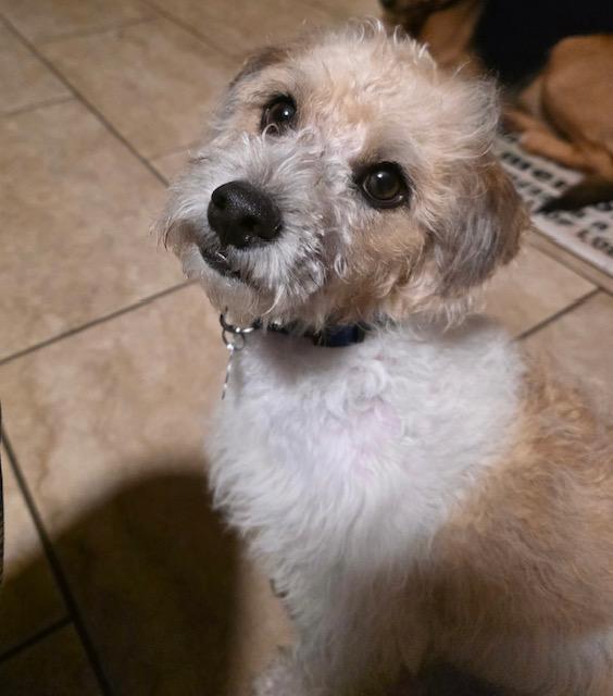 Boris, ADOPTABLE, Young Male Cairn Terrier.