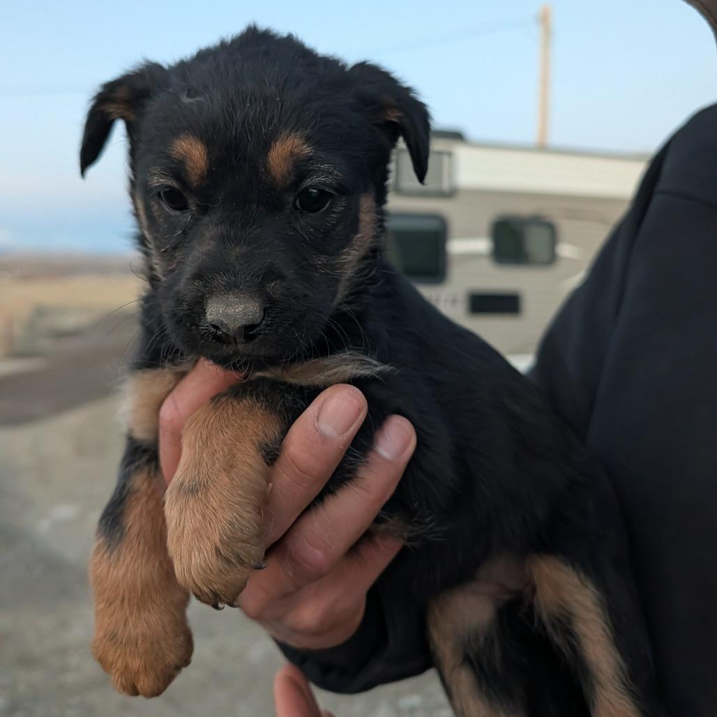 Enlarge Ribeye, a Adoptable Mixed Breed in Park City, UT image 2/2