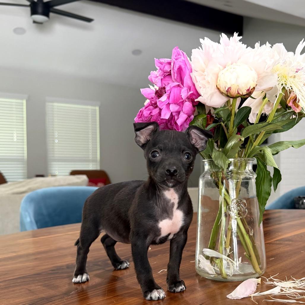 Enlarge Diana, a Adoptable Chihuahua in Austin, TX image 1/4