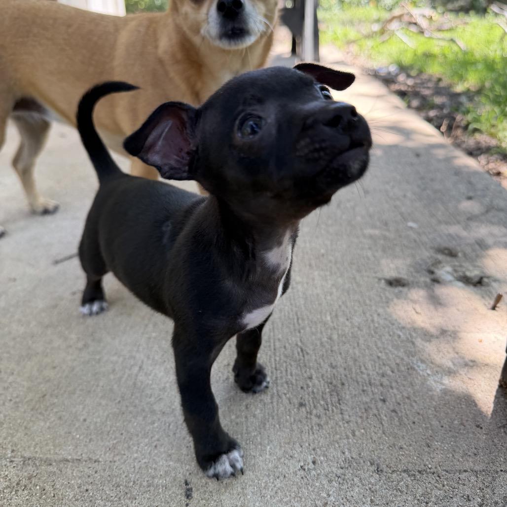 Enlarge Diana, a Adoptable Chihuahua in Austin, TX image 2/4