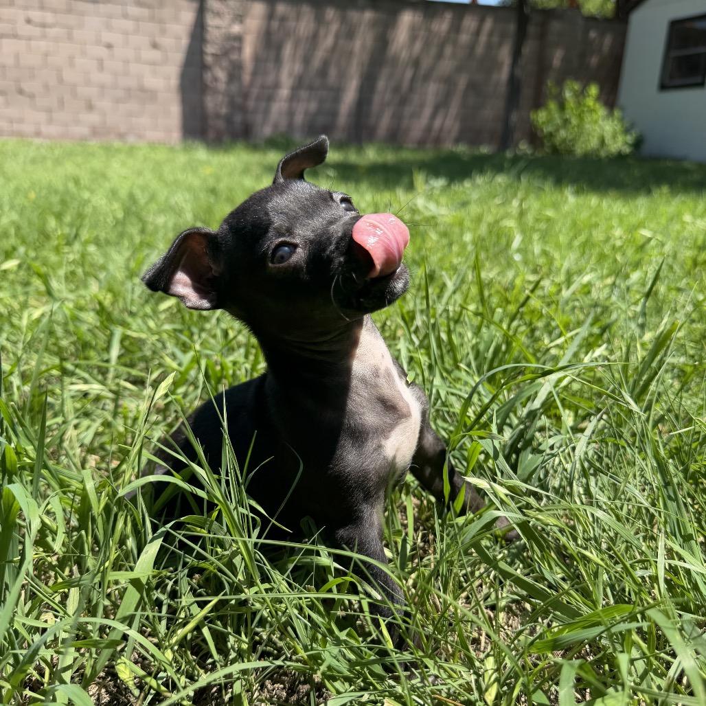 Enlarge Diana, a Adoptable Chihuahua in Austin, TX image 3/4