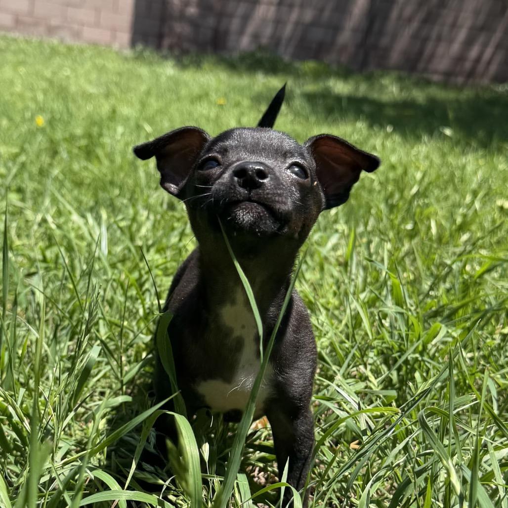 Enlarge Diana, a Adoptable Chihuahua in Austin, TX image 4/4