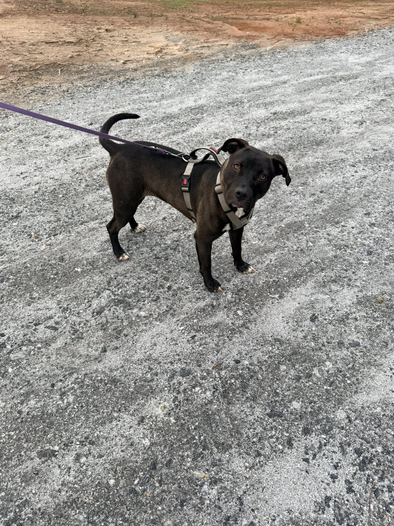 Enlarge Roo, a Adoptable Terrier in Greenville, SC image 1/3