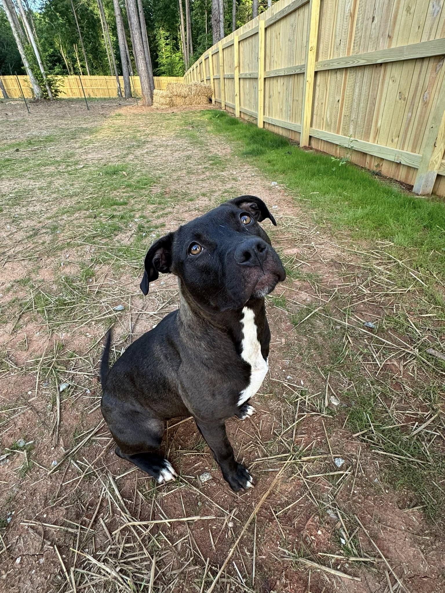 Roo, Adoptable, Young Female Terrier.