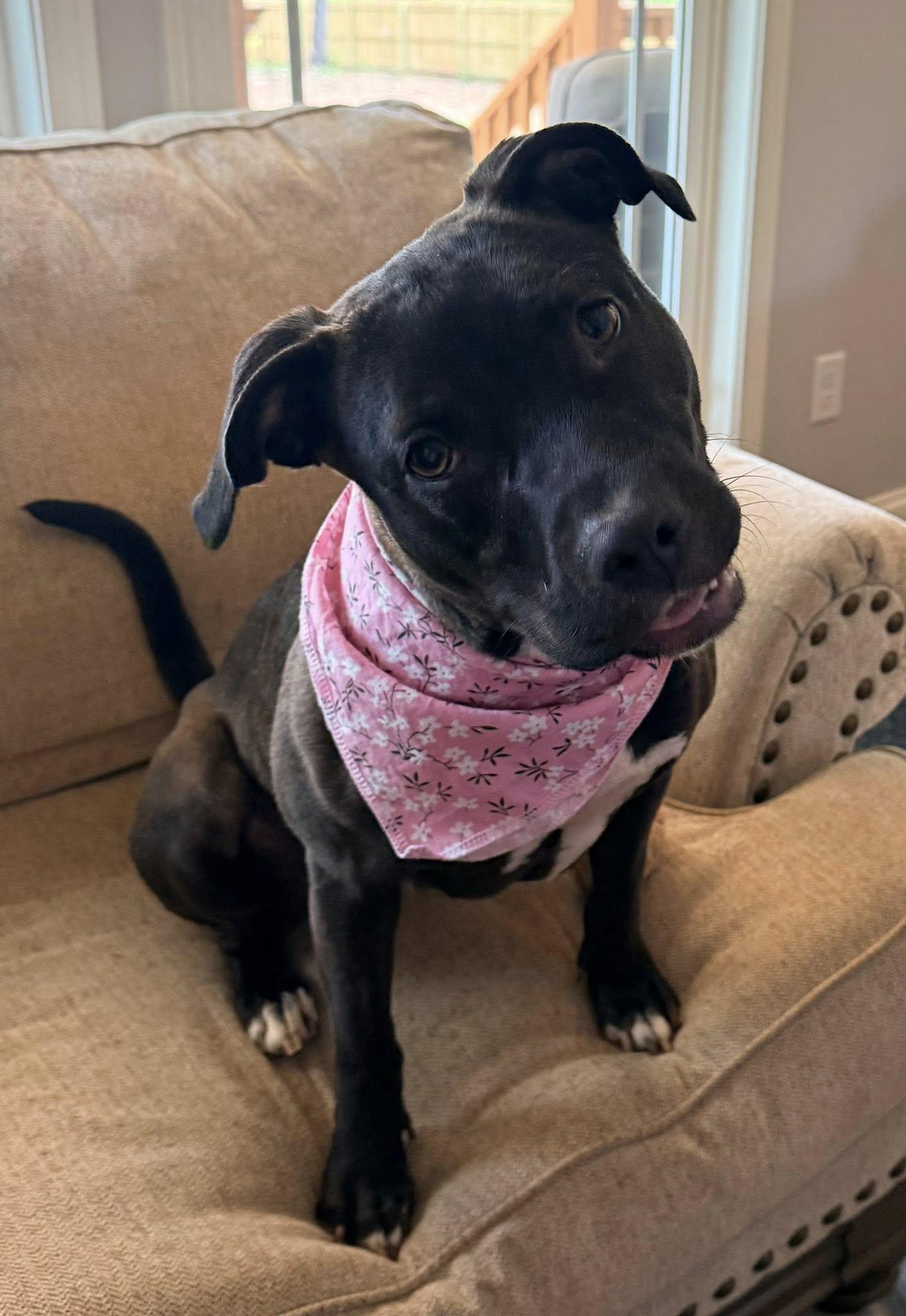 Enlarge Roo, a Adoptable Terrier in Greenville, SC image 3/3