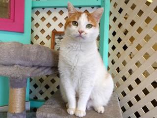 Lilly, an adoptable Domestic Short Hair in Anaconda, MT, 59711 | Photo Image 6
