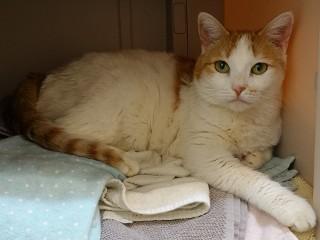 Lilly, a Adoptable mixed breed in Anaconda, MT image 6/6