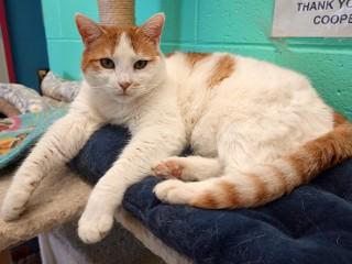 Enlarge Lilly, a Adoptable mixed breed in Anaconda, MT image 6/6