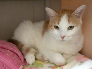 Lilly, a Adoptable mixed breed in Anaconda, MT image 2/6