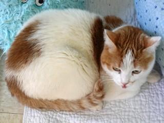 Lilly, an adoptable Domestic Short Hair in Anaconda, MT, 59711 | Photo Image 3