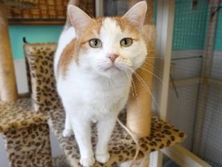 Lilly, an adoptable Domestic Short Hair in Anaconda, MT, 59711 | Photo Image 6