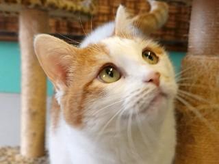 Lilly, Adoptable, Adult Female Domestic Short Hair.