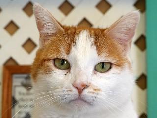 Lilly, Adoptable, Adult Female Domestic Short Hair.