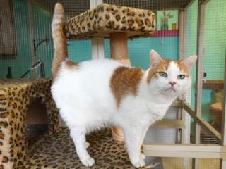 Lilly, an adoptable Domestic Short Hair in Anaconda, MT, 59711 | Photo Image 5
