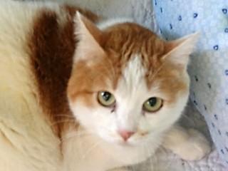 Lilly, an adoptable Domestic Short Hair in Anaconda, MT, 59711 | Photo Image 4