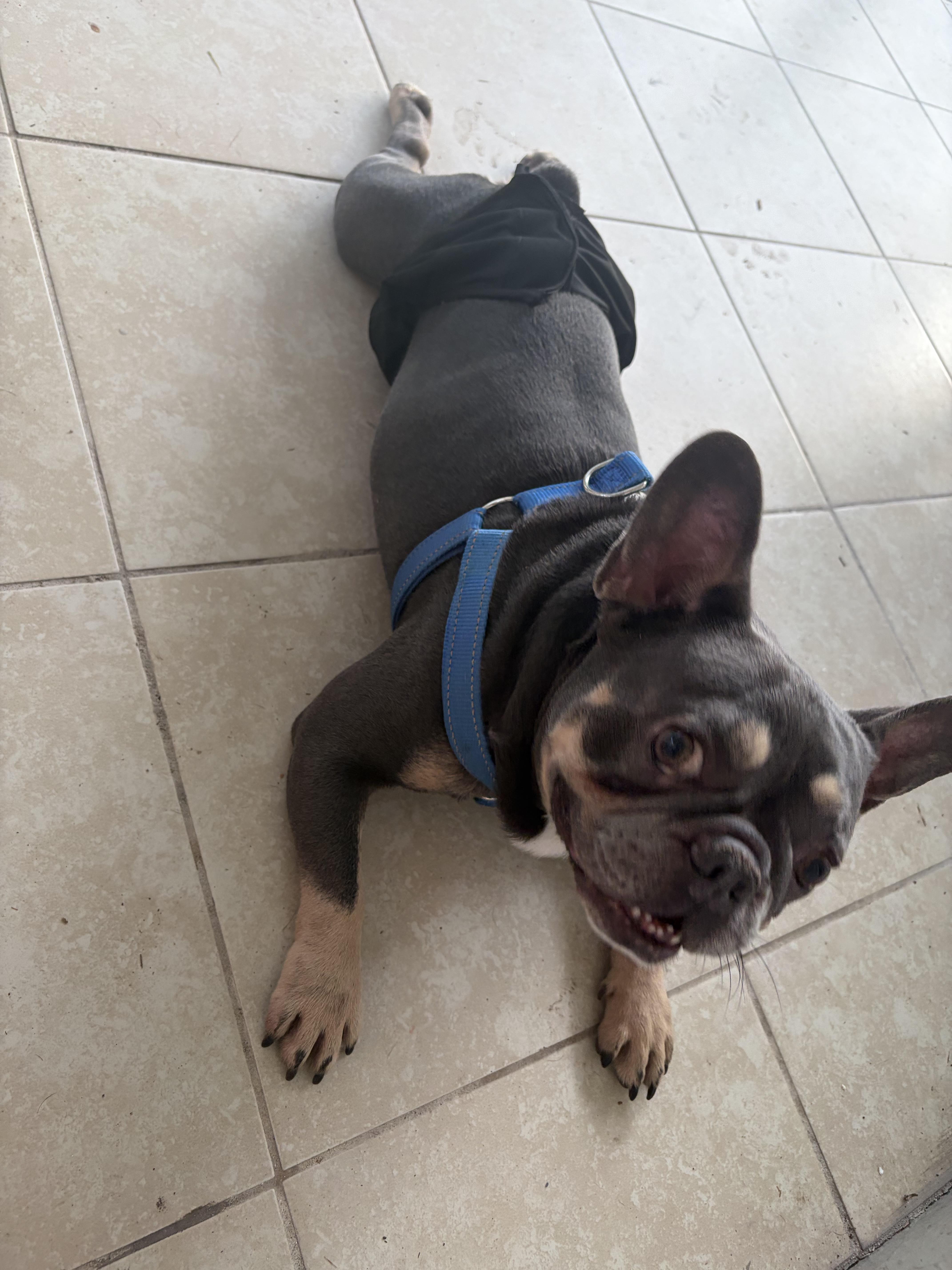 Enlarge Diesel, a Adoptable French Bulldog in PALM BAY, FL image 1/3
