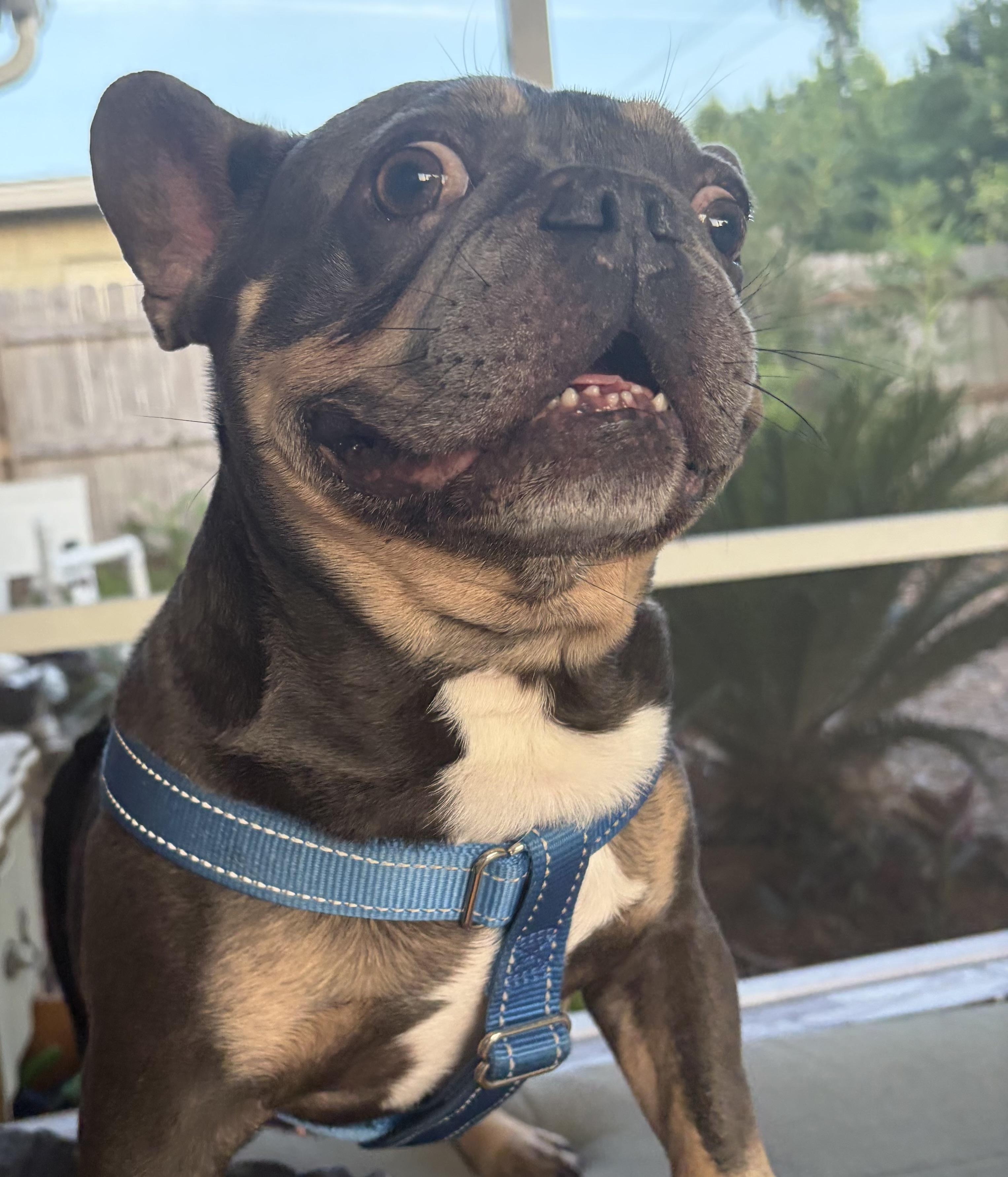 Enlarge Diesel, a Adoptable French Bulldog in PALM BAY, FL image 2/3
