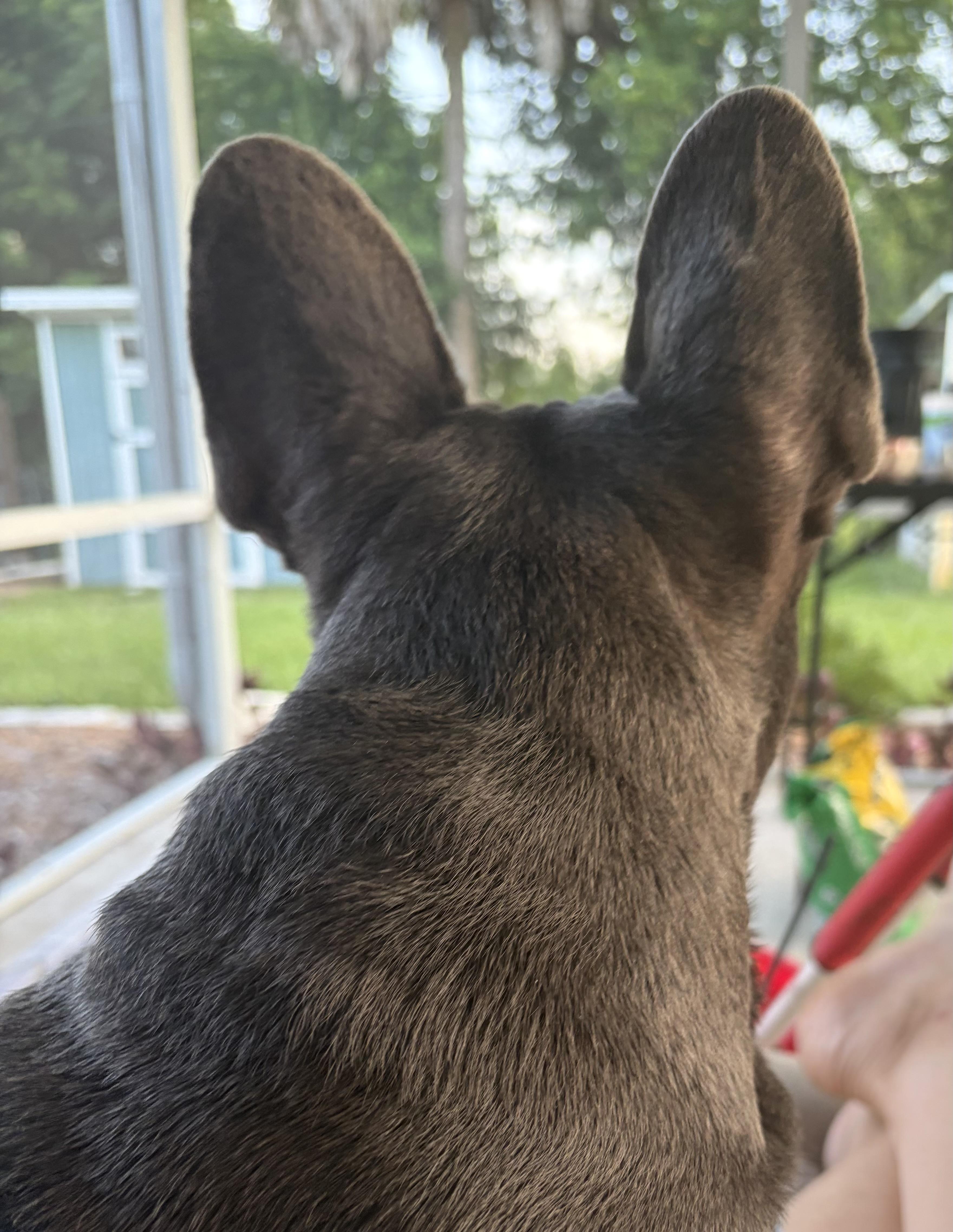 Enlarge Diesel, a Adoptable French Bulldog in PALM BAY, FL image 3/3