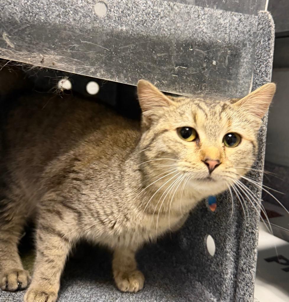 Lexi, Adoptable, Young Female Domestic Short Hair.