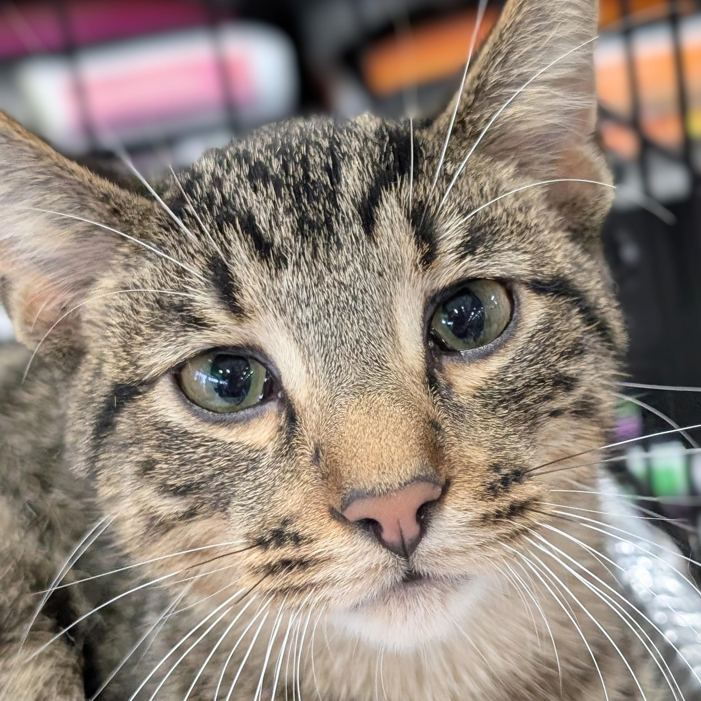 Enlarge Mars, a Adoptable Domestic Short Hair in Johnsburg, IL image 5/5