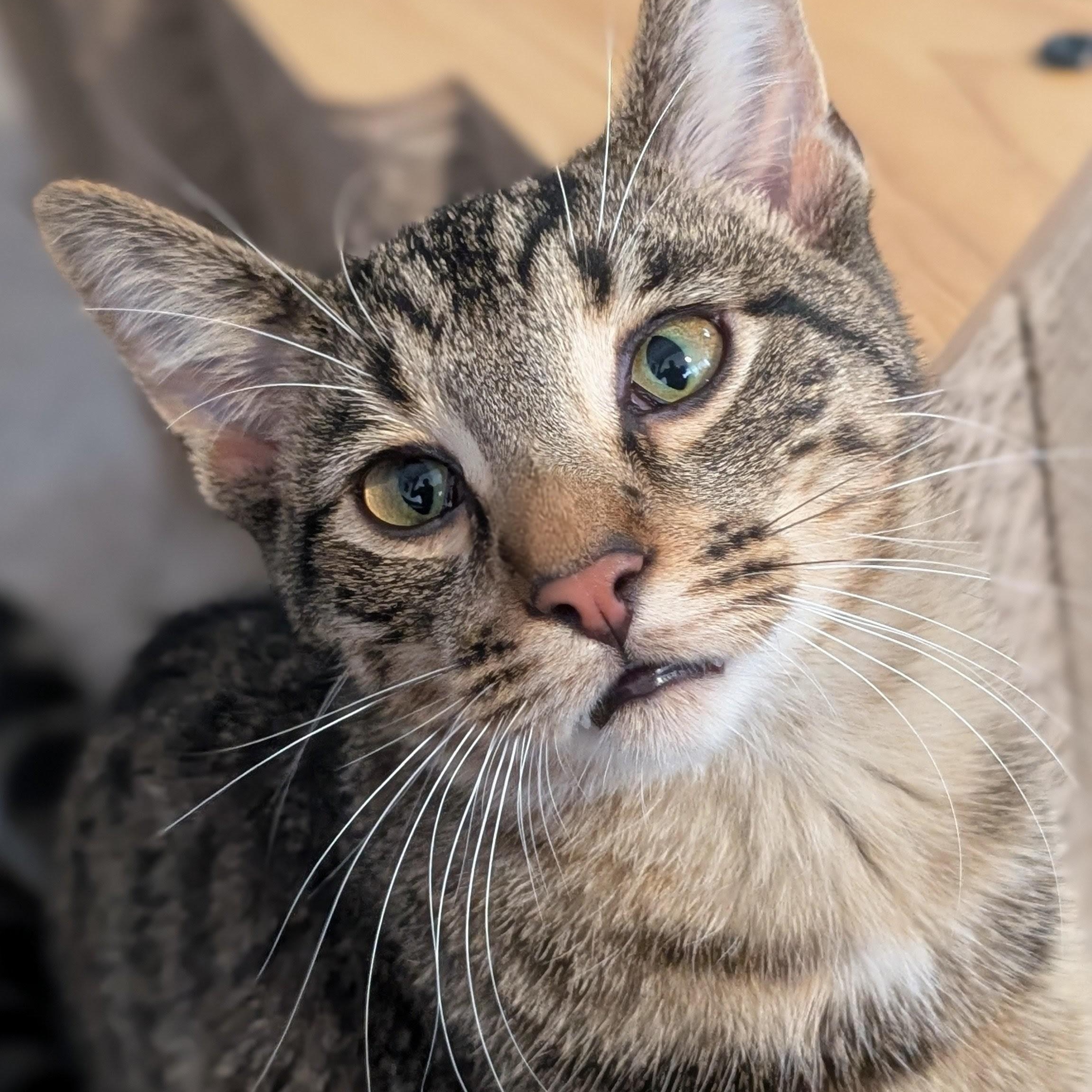 Enlarge Mars, a Adoptable Domestic Short Hair in Johnsburg, IL image 3/5