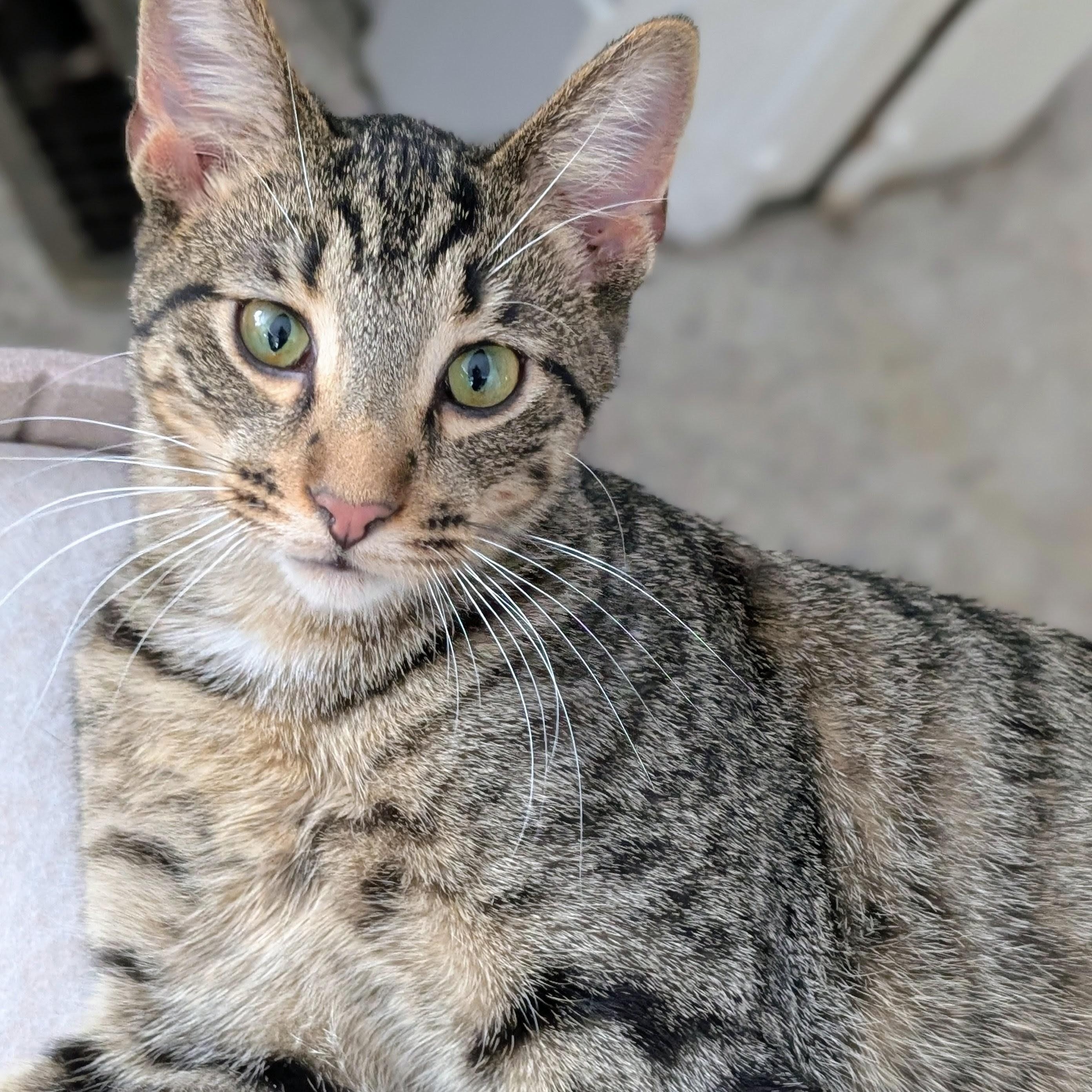 Mars, Adoptable, Young Male Domestic Short Hair.