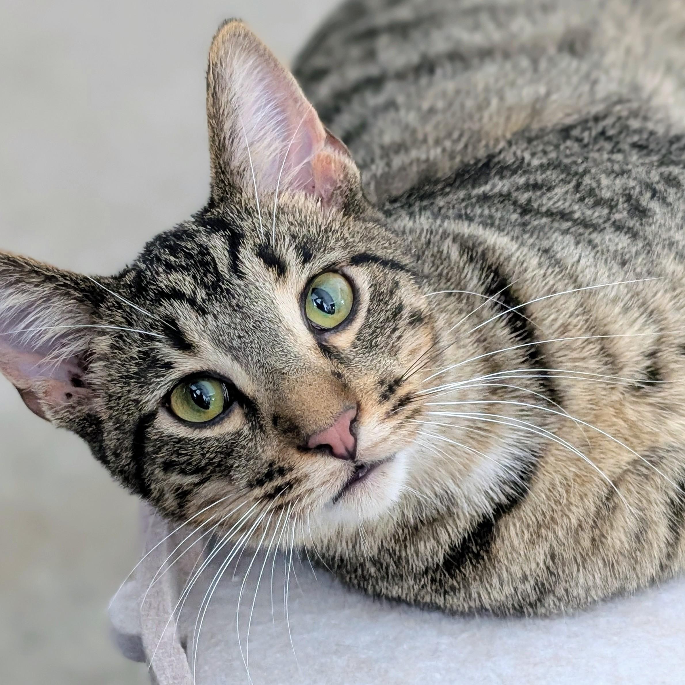 Enlarge Mars, a Adoptable Domestic Short Hair in Johnsburg, IL image 1/5