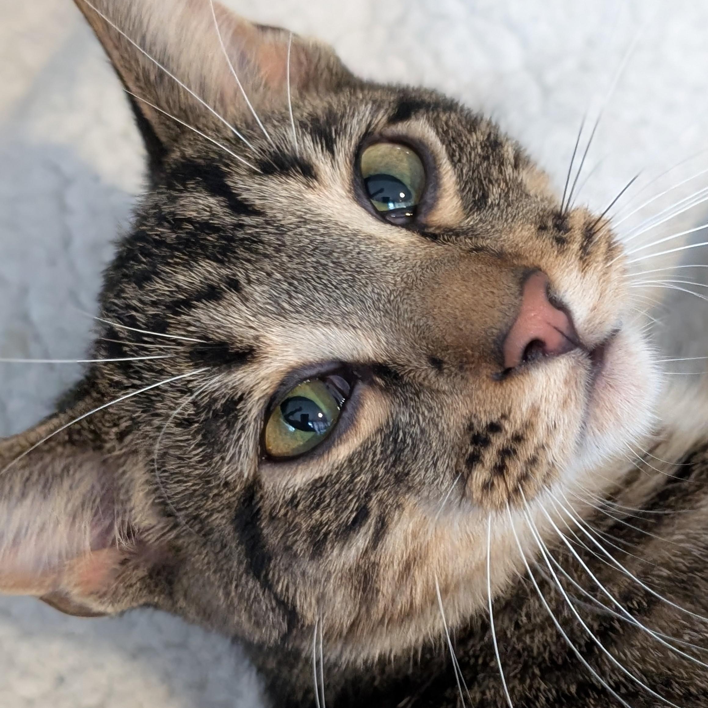 Mars, Adoptable, Young Male Domestic Short Hair.