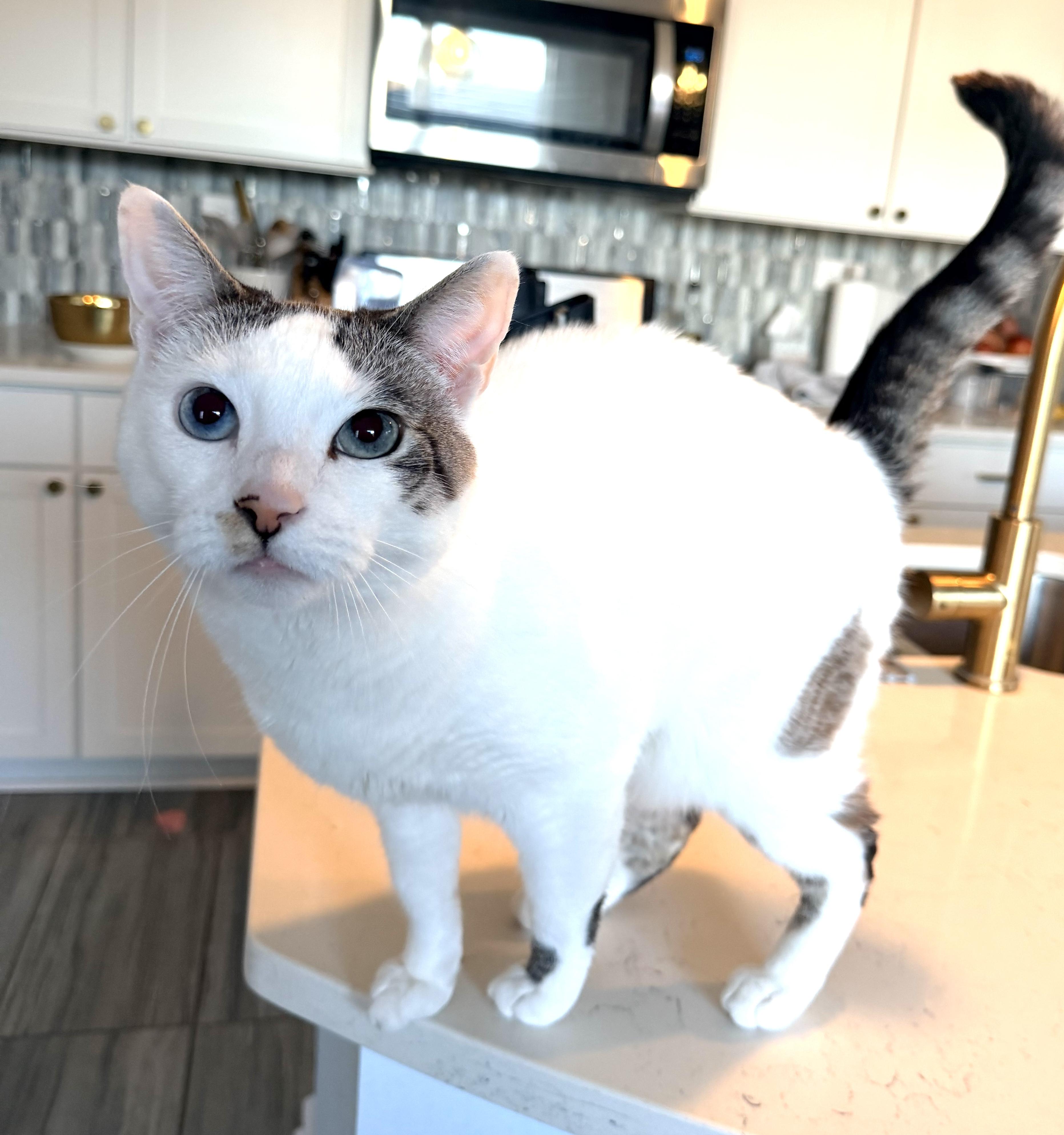 Enlarge Pearl (BLUE eyes) *See video! So sweet , a ADOPTABLE Domestic Short Hair in St. Augustine, FL image 4/5