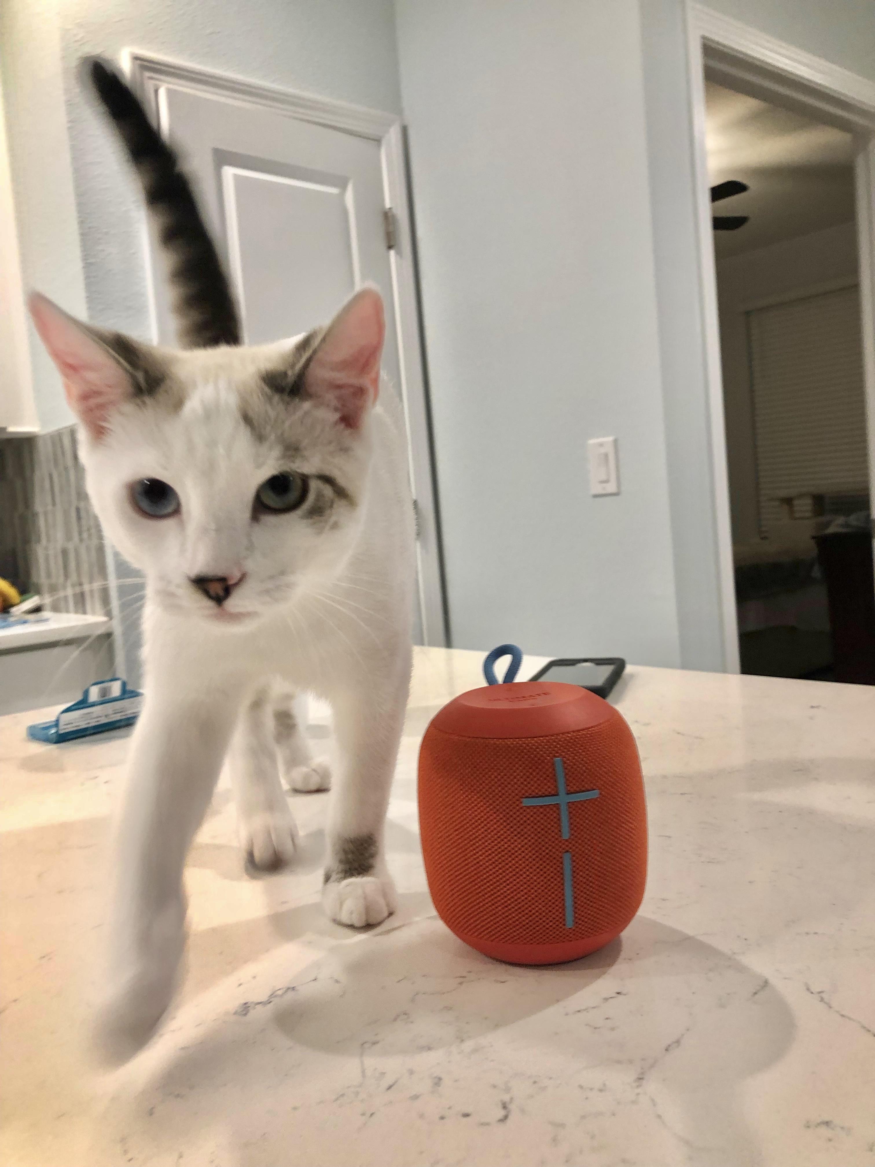 Enlarge Pearl (BLUE eyes) *See video! So sweet , a ADOPTABLE Domestic Short Hair in St. Augustine, FL image 3/5